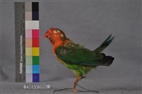 藏品(費希氏情侶鸚鵡)的圖片